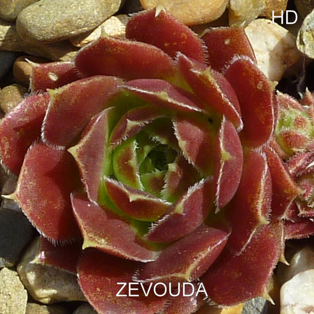 Zevouda / Jovi