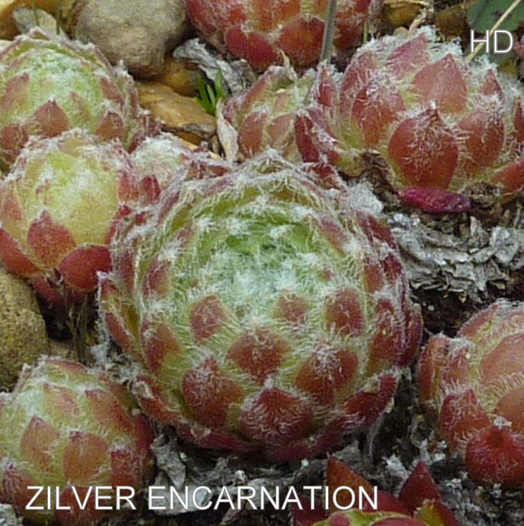 Zilver Encarnacion