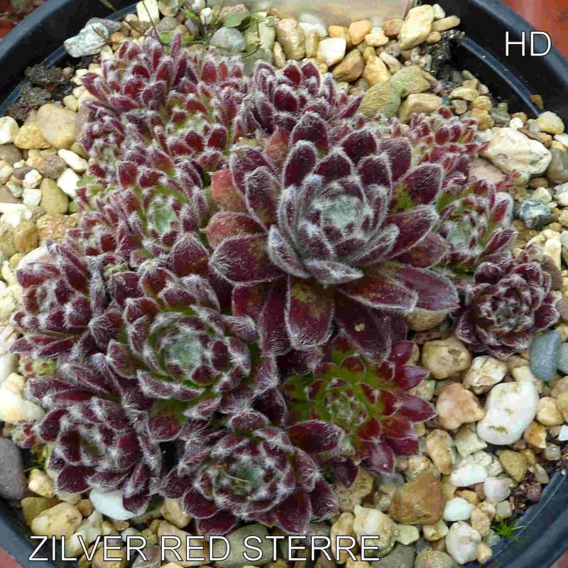 Zilver Red Sterre