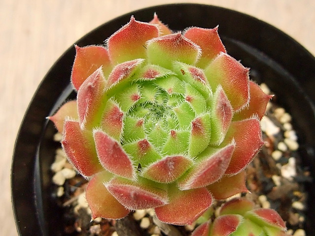 Rosie