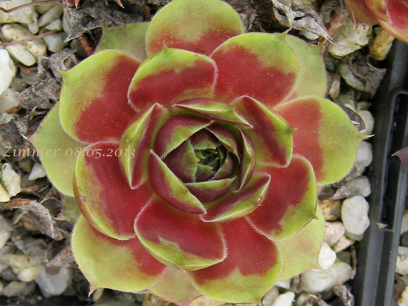 Persephone