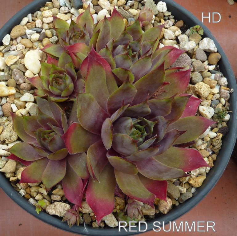 Red Summer