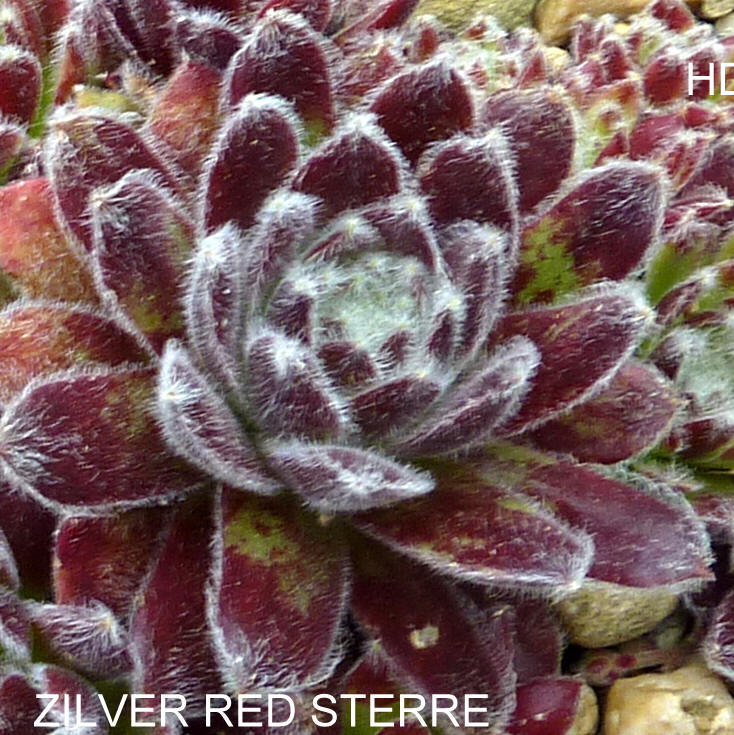 Zilver Red Sterre