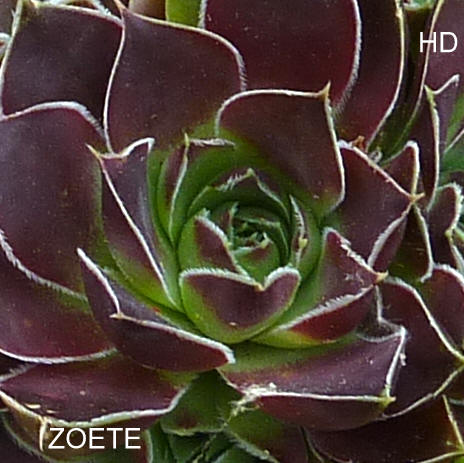 Zoete / Jovi
