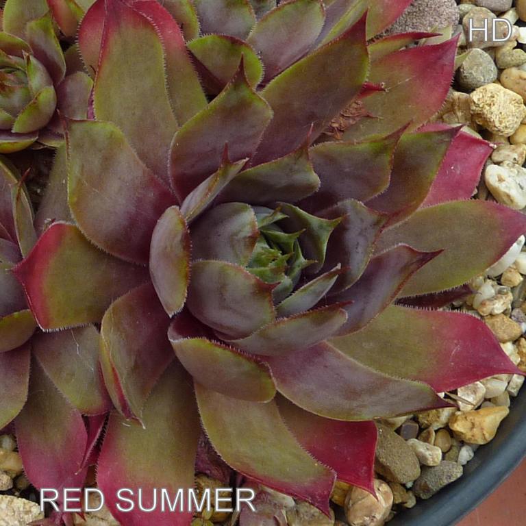 Red Summer