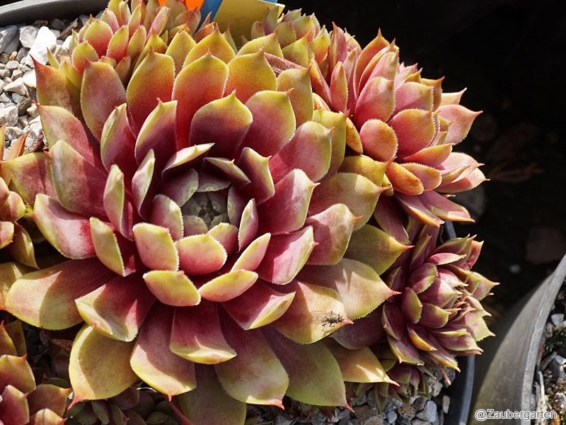 Waterlily ( II )