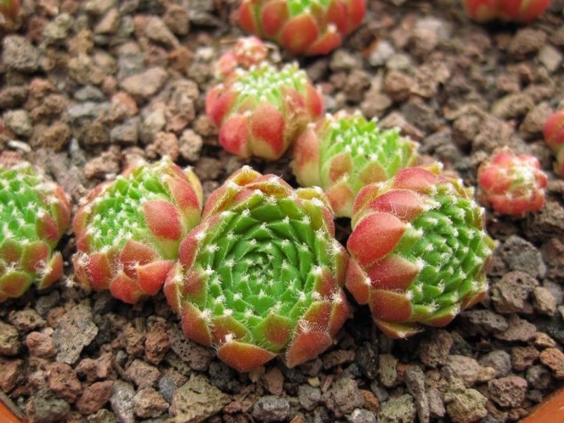 Rubrum