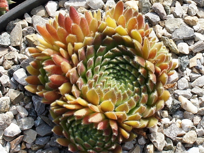 Rotschenkel