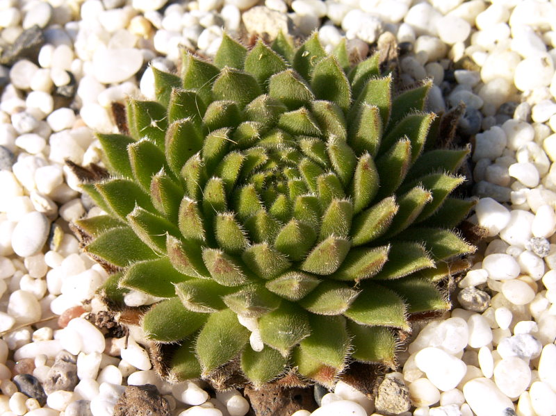 Rotschenkel