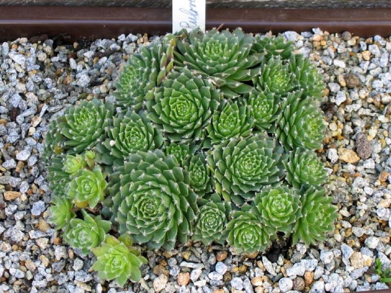 Rubrum