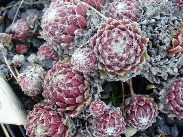 Rubrum