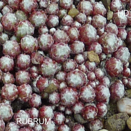 Rubrum