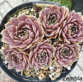 Zembla / Jovi