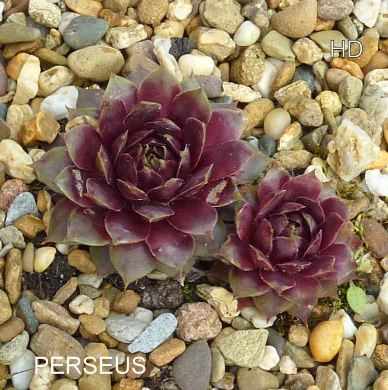Perseus
