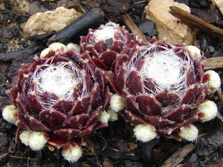 Rubrum
