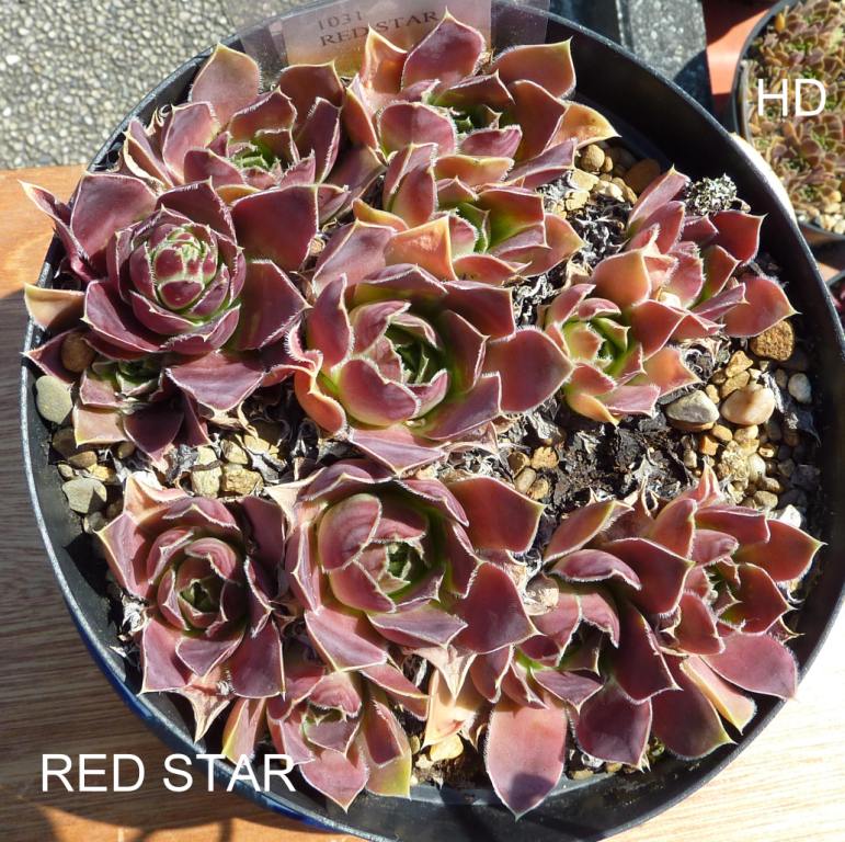 Red Star / Jovi