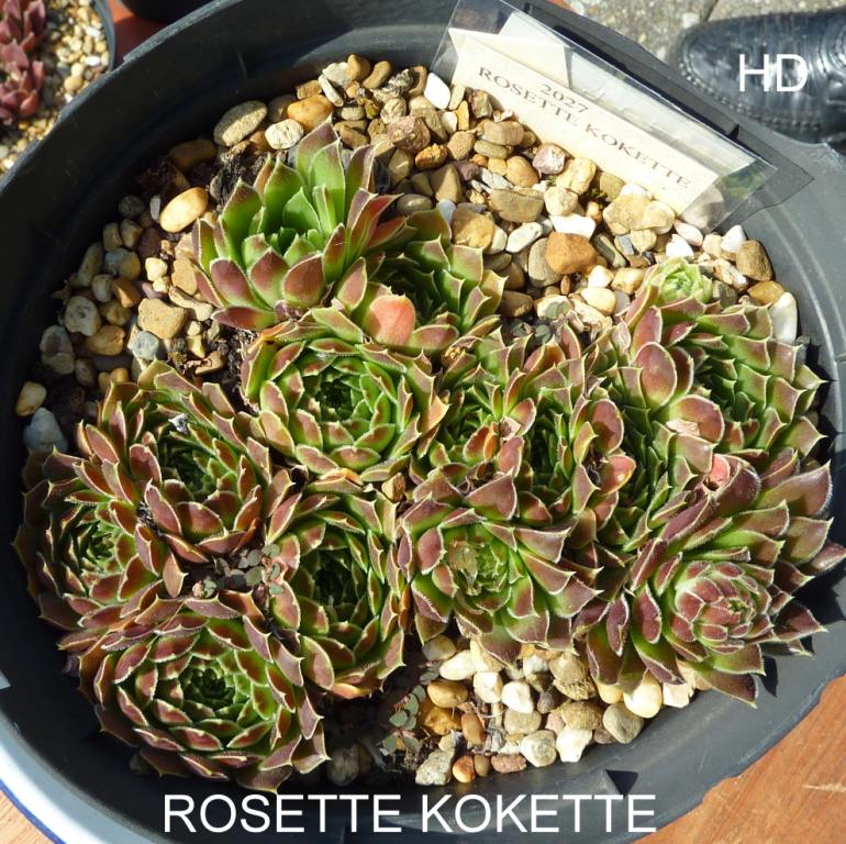 Rosette Kokette / Jovi