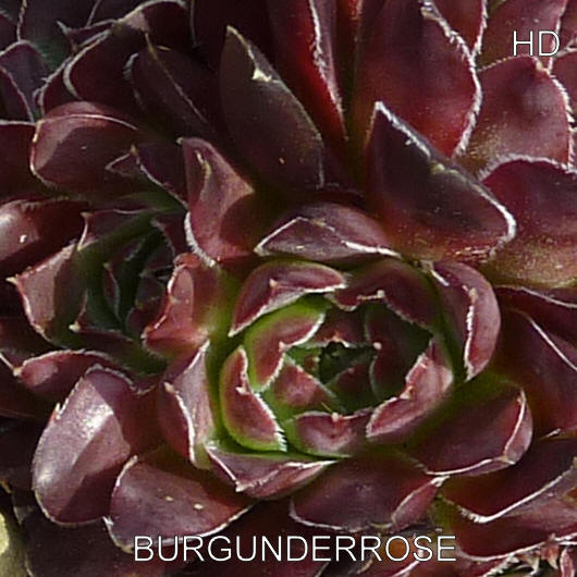 Pfälzer Burgunderrose / Jovi