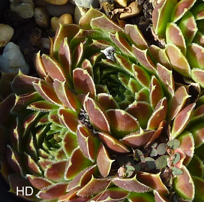 Rosette Kokette / Jovi