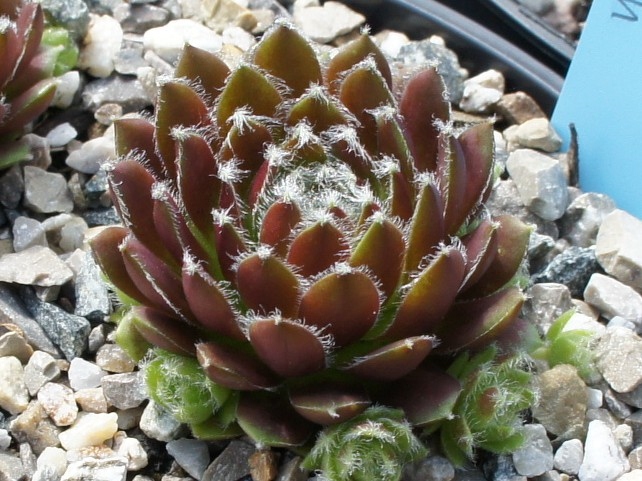 Rubrum