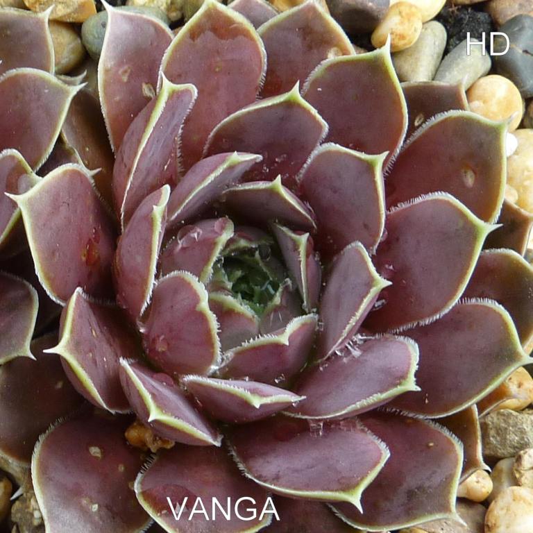 Vanga / Jovi