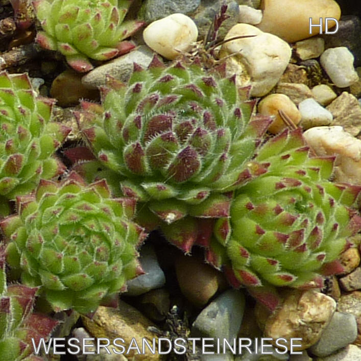 Wesersandsteinriese