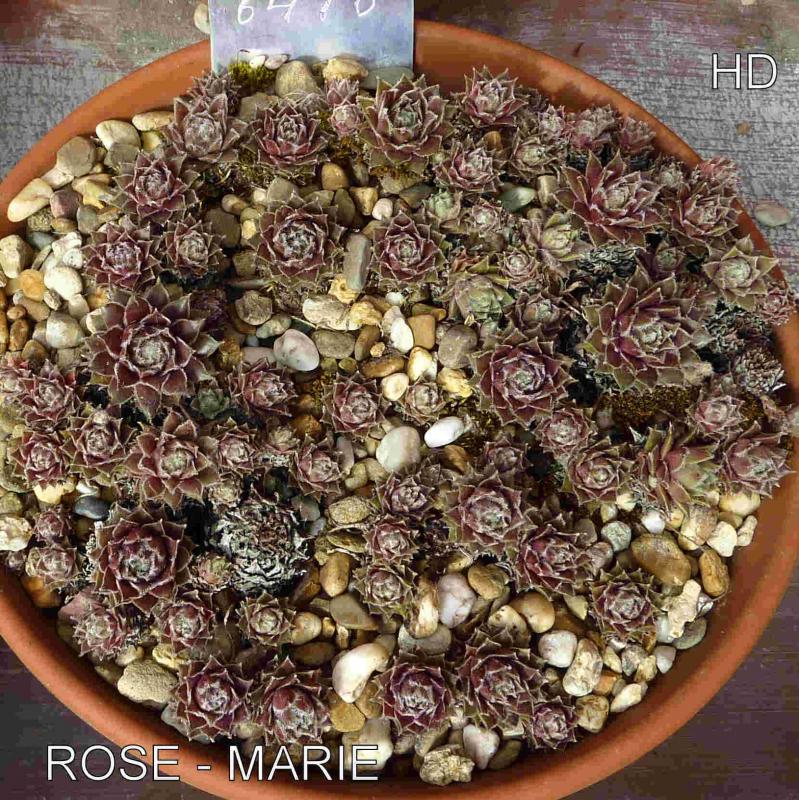 Rose-Marie