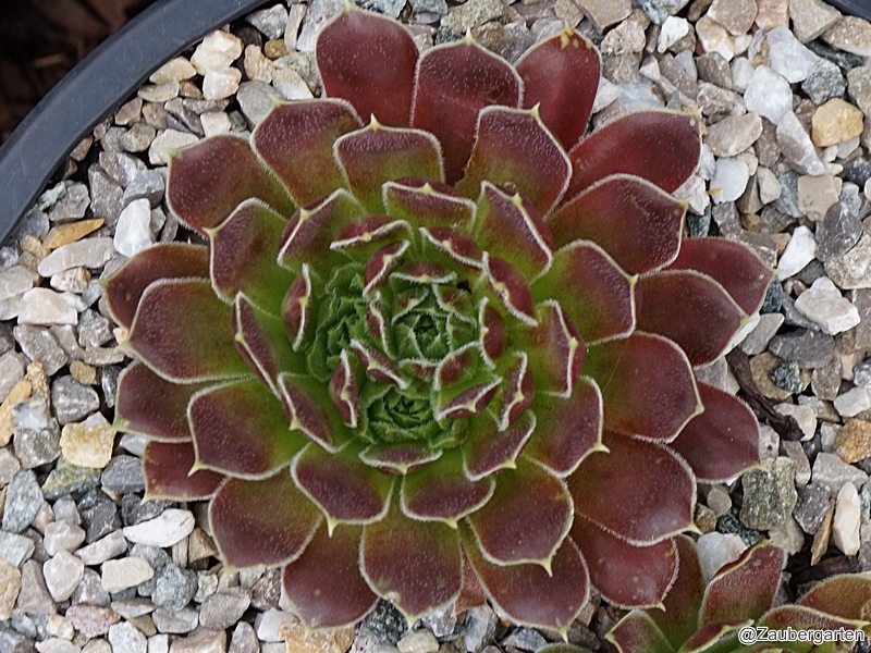 Rosette Kokette / Jovi