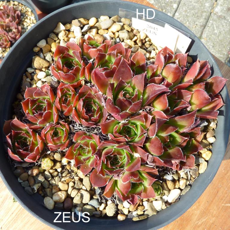 Zeus / Jovi