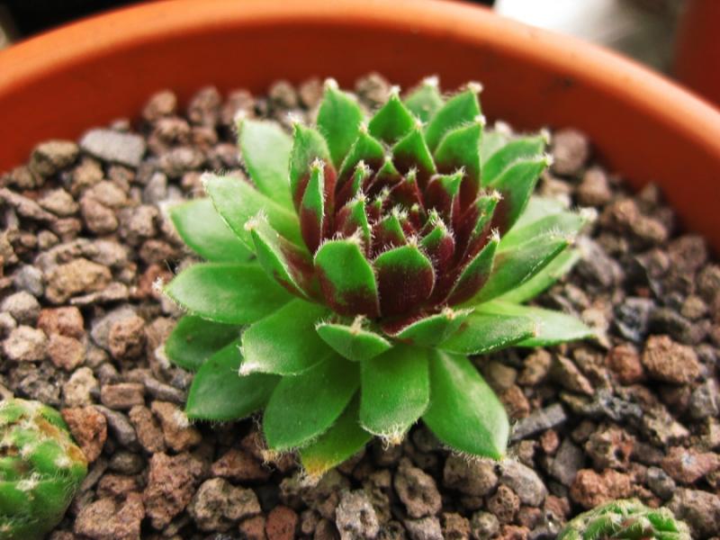 Rubrum
