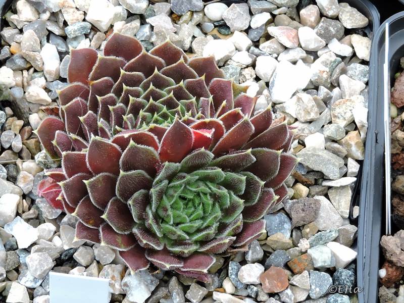 Rosette Kokette / Jovi