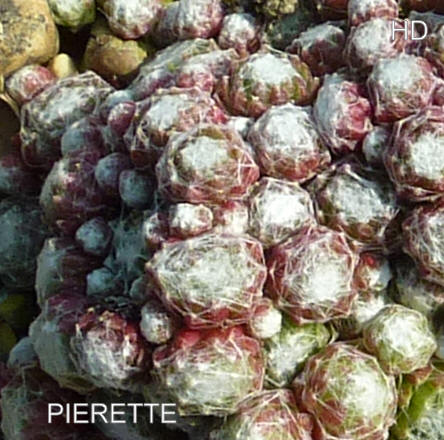 Pierette