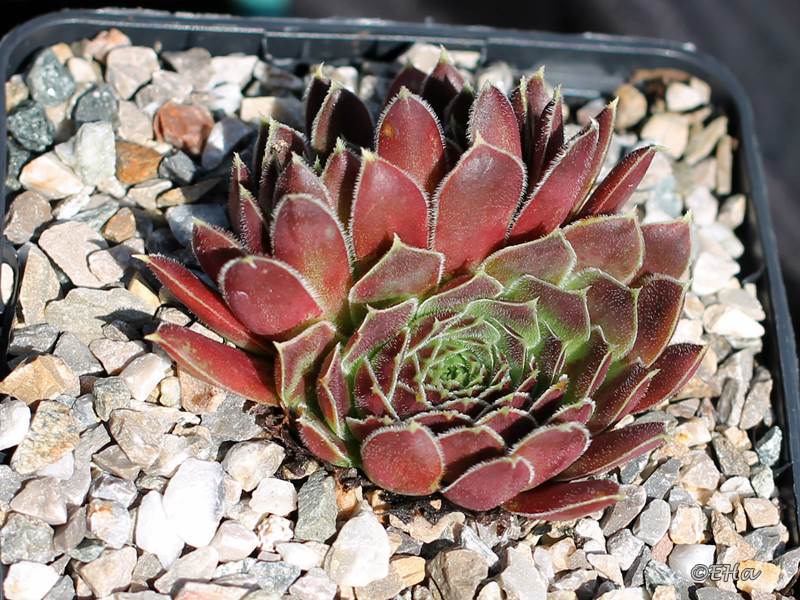 Rosette Kokette / Jovi