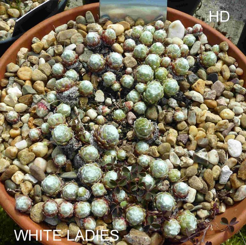 White Ladies