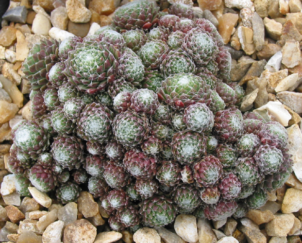 Pierette