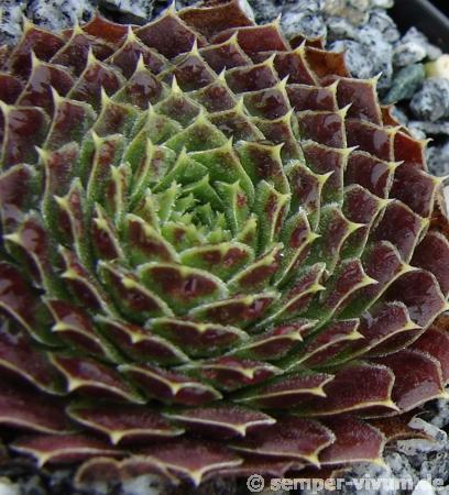 Rosette Kokette / Jovi