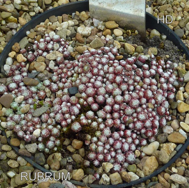 Rubrum