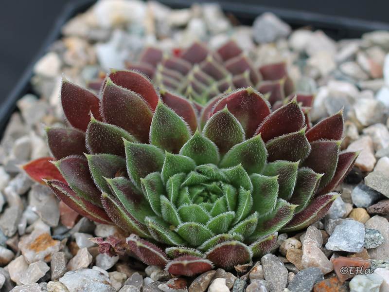 Rosette Kokette / Jovi