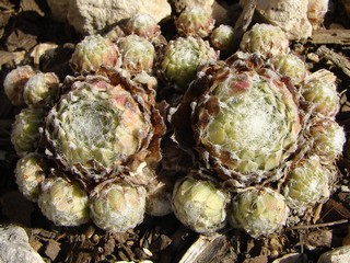 Rubrum
