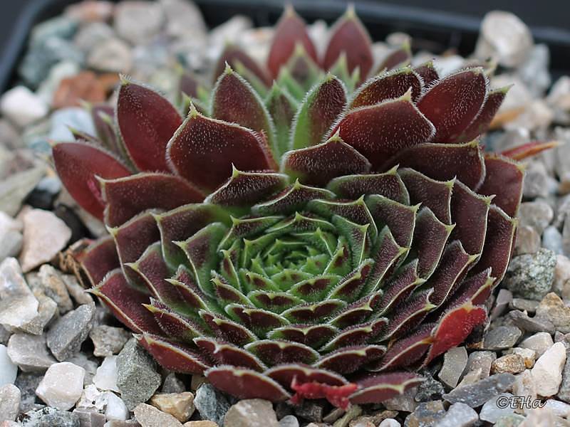 Rosette Kokette / Jovi