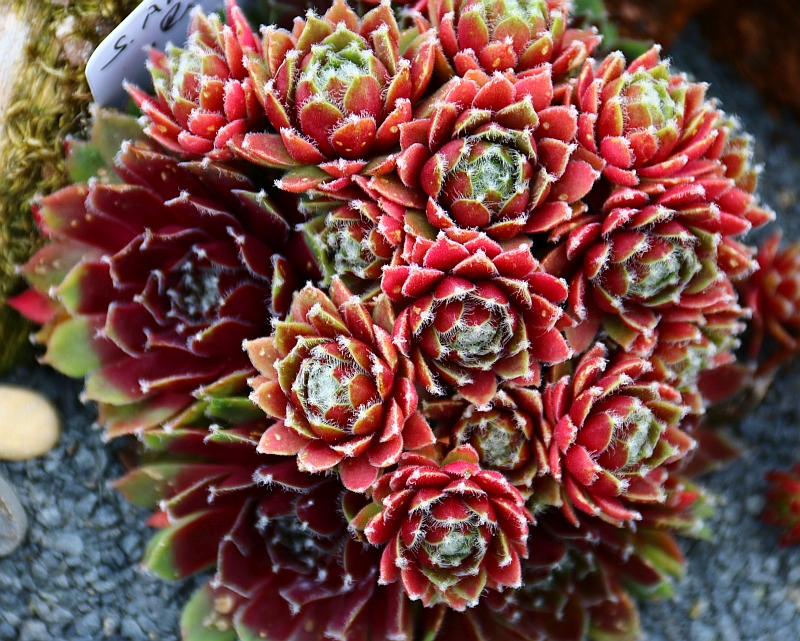 Rubrum