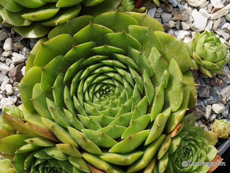 Waldmeister
