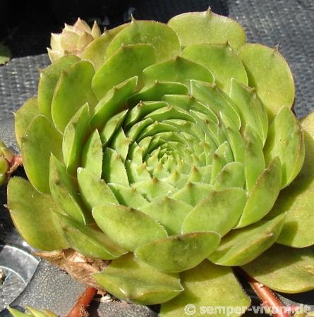 Waldmeister