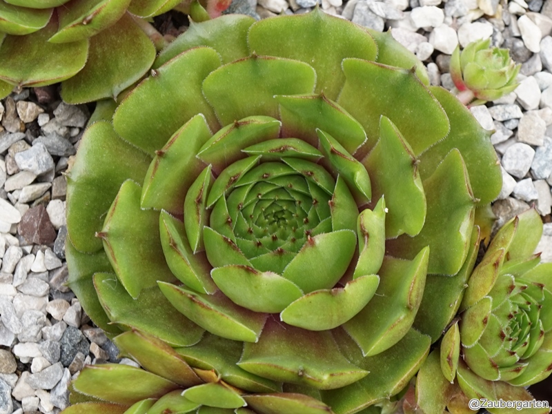 Waldmeister