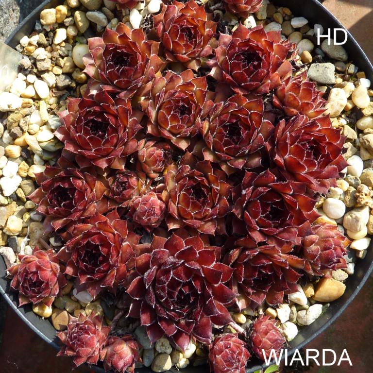 Wiarda