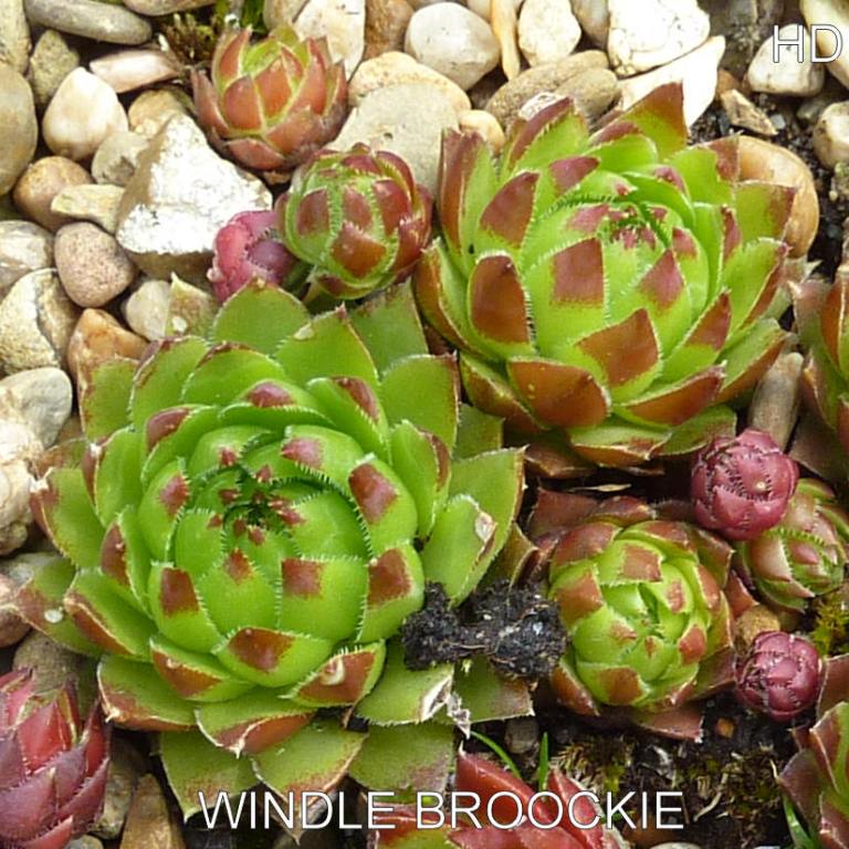 Windle Brockie / Jovi