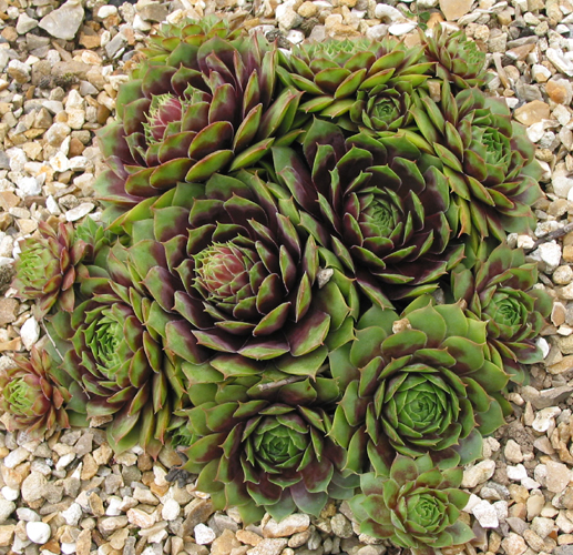 Rubra Ray
