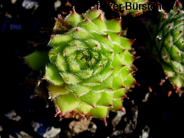 Pfälzer Bürstchen