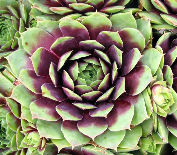Rubra Ray