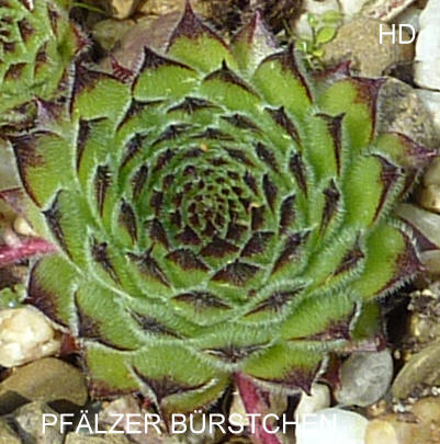 Pfälzer Bürstchen